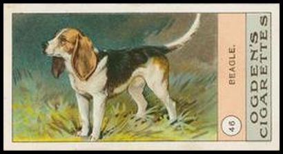 46 Beagle